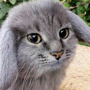 Cabbit