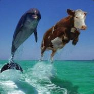 Cow