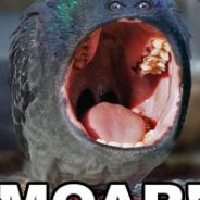 Trojanhawrs