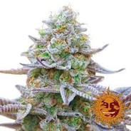 ✪Zkittlez