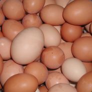 Steam profile picture for @eggs