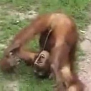 Monkey Pissing in it's Own Mouth