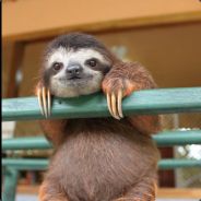 Sloth