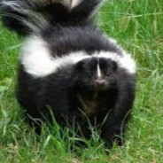 Tungsten Skunk