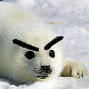 MrgudDziber