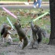 Squirrel
