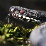 Jimmy The Snake