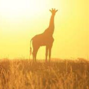 Short Giraffe