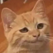 橘猫杰克