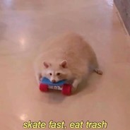 RaccoonCafe