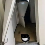 maggus