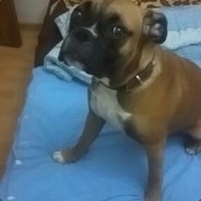 dapauar