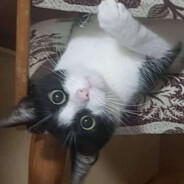catsarejustbetter