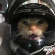 ツ