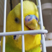 ✪ chico