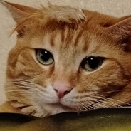 Грустный котик