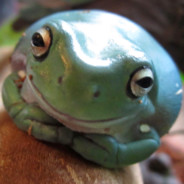 dumpyfrog