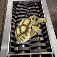 Turtle Power