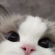 ハク