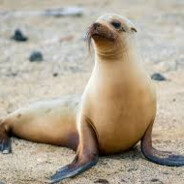 sea lion