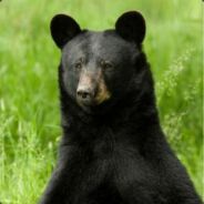 The Blackest Bear