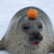 Аватар сообщества Steam