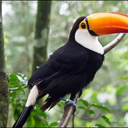 Toucan