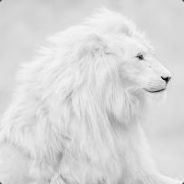 Whydick