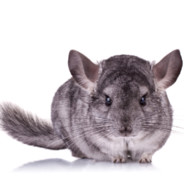 Chinchilla