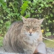 Katt