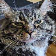 Steam Community Avatar