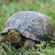 ⭕⃤❛❟ Turtles.