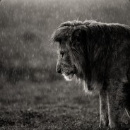 LionFYD