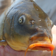 Phat Carp Lips