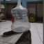 Carboy Man