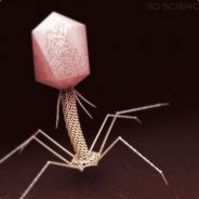 Arctsa