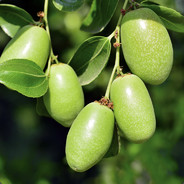 [JoJoBa]