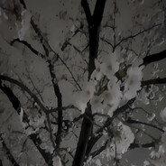 МаксимСталин