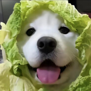 陈年老白菜