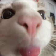 Felorech
