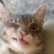 bobuś