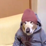topdog