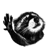 Steam Curator: Radical Raccoon Gamers