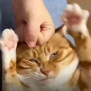 'Zee Kat