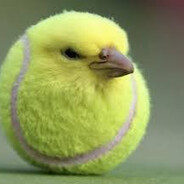 jebac asie na wypasie