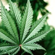 Cannabis_UA