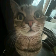 dolphy