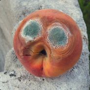 Thomasito92