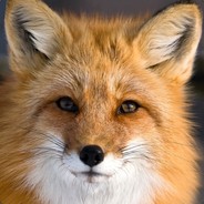 Renard_