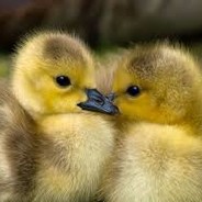 Ducki 2.0